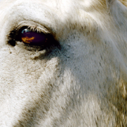 Carriage Horses