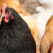 Chickens