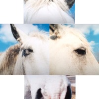 Carriage Horses - Panel Pieces