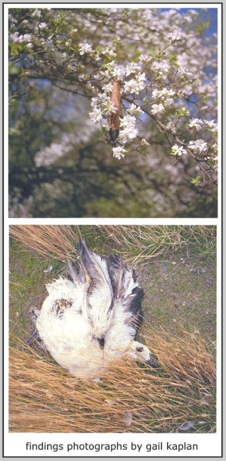 Findings Catalog